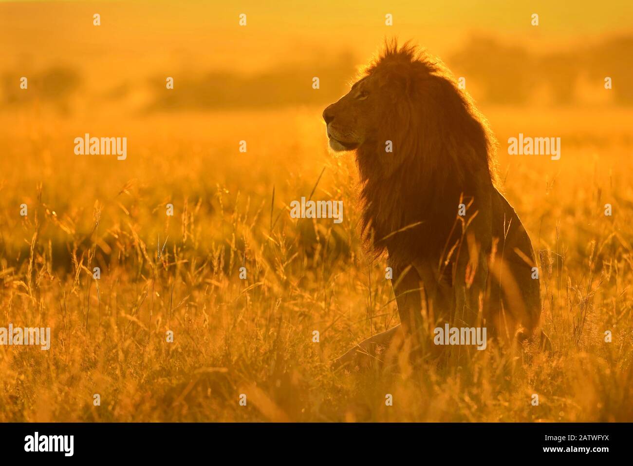 Afrikanischer Löwe (Panthera leo) männlich bei Sonnenaufgang, Masai Mara, Kenia Stockfoto