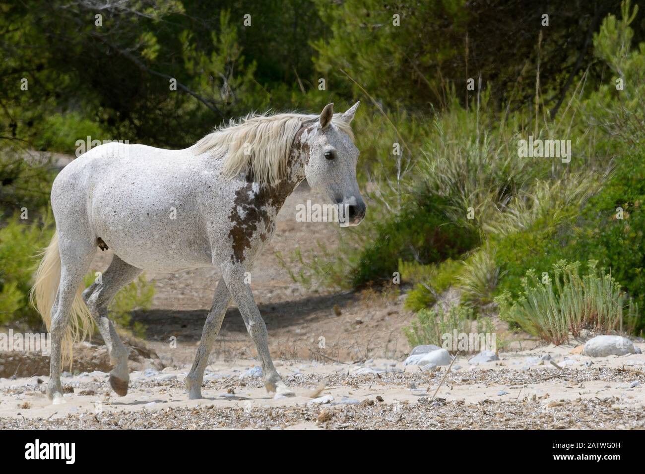 Wildes Pferd (Equus caballus) zu Fuß auf einem entfernten Sandstrand, in der Nähe von Arta, Mallorca, Spanien, August. Stockfoto