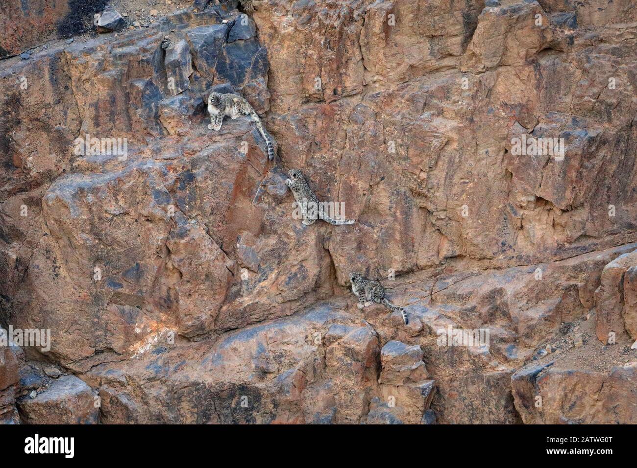 Snow Leopard (Panthera uncia) weiblich mit zwei Jungen, die in der Dämmerung auf einer Felswand in 4400 Metern Höhe klettern, Spiti-Tal, Biosphärenreservat kalte Wüste, Himalaya-Gebirge, Himachal Pradesh, Indien, Februar Stockfoto