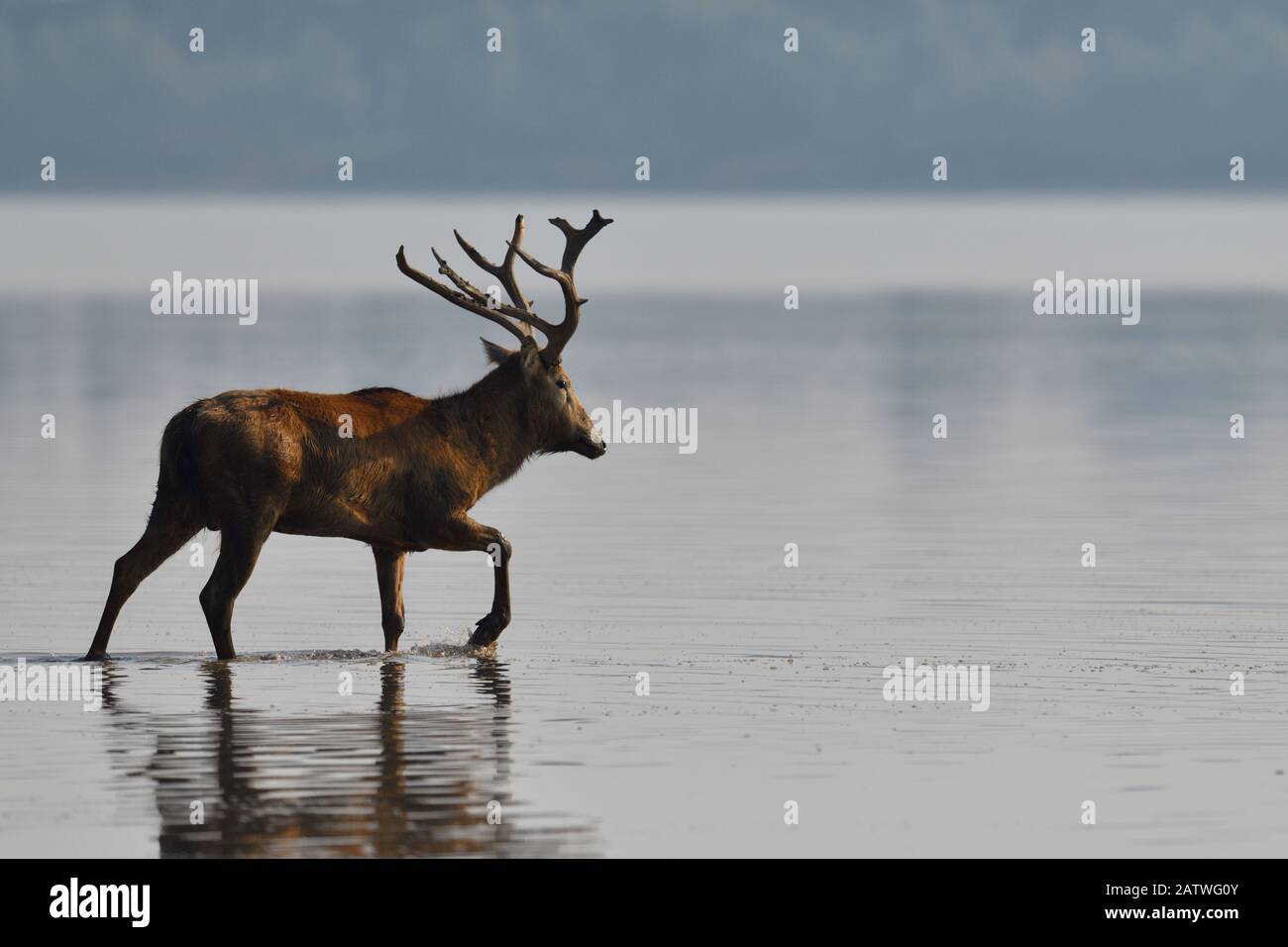 Pere Davids Deer/Milu (Elaphurus davidianus) Stag, der durch das Wasser des Jangtsekiang, Hubei Tianezhou Milu National Nature Reserve, Hubei, China, watet Stockfoto