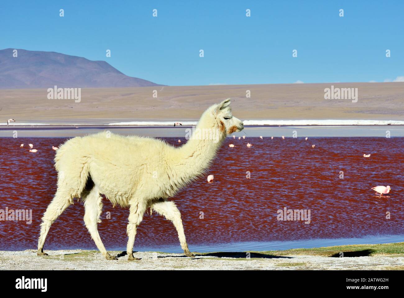 Llama (Lama Glama) Laguna colorada. Altiplano, Bolivien. Stockfoto