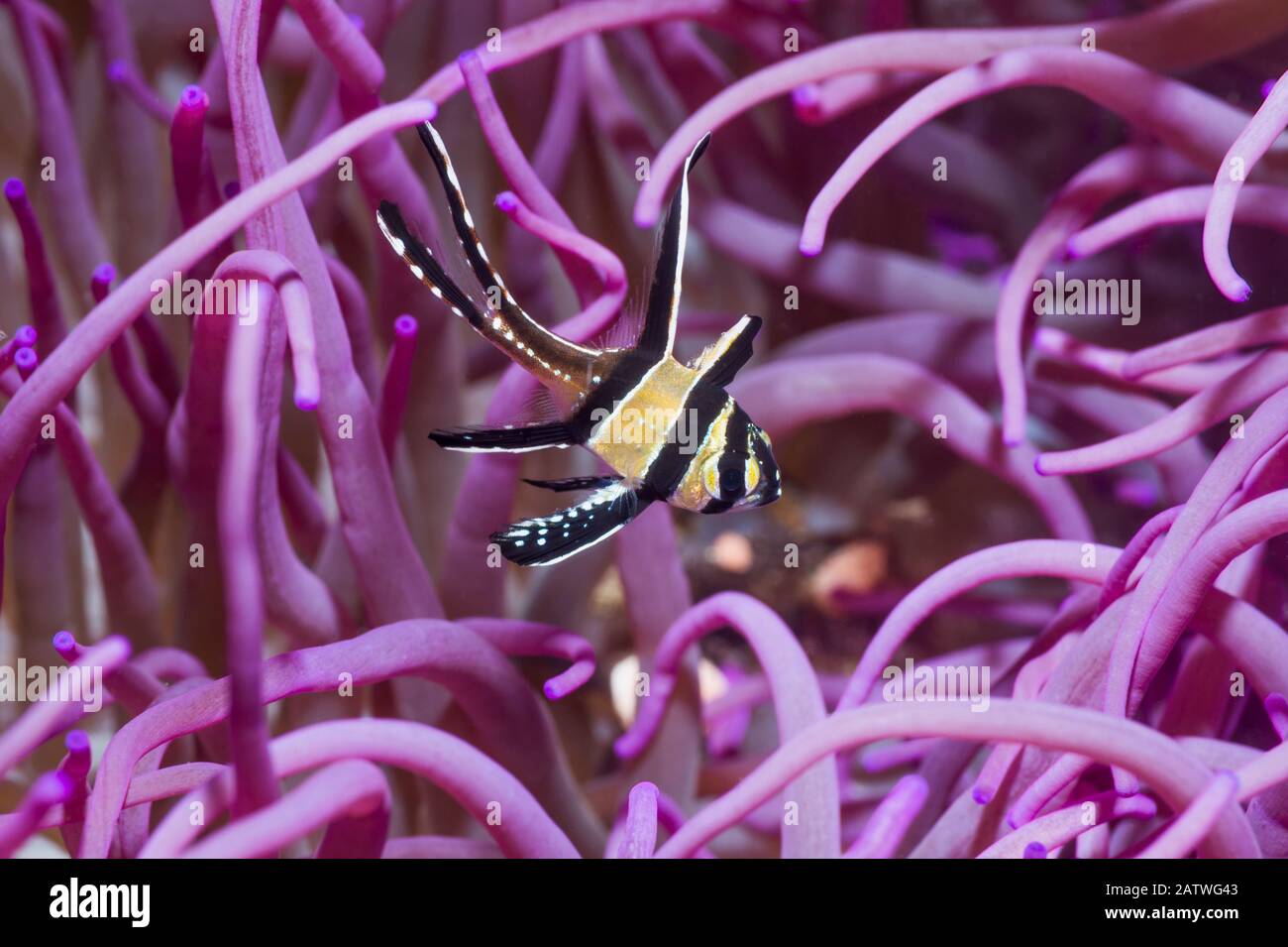 Banggai Kardinalfisch (Pterapogon kauderni) mit einer Corkscrew oder Langen Tentakelanemone (Macrodactyla doreensis). Lembeh Strait, Nord-Sulawesi, Indonesien. Stockfoto