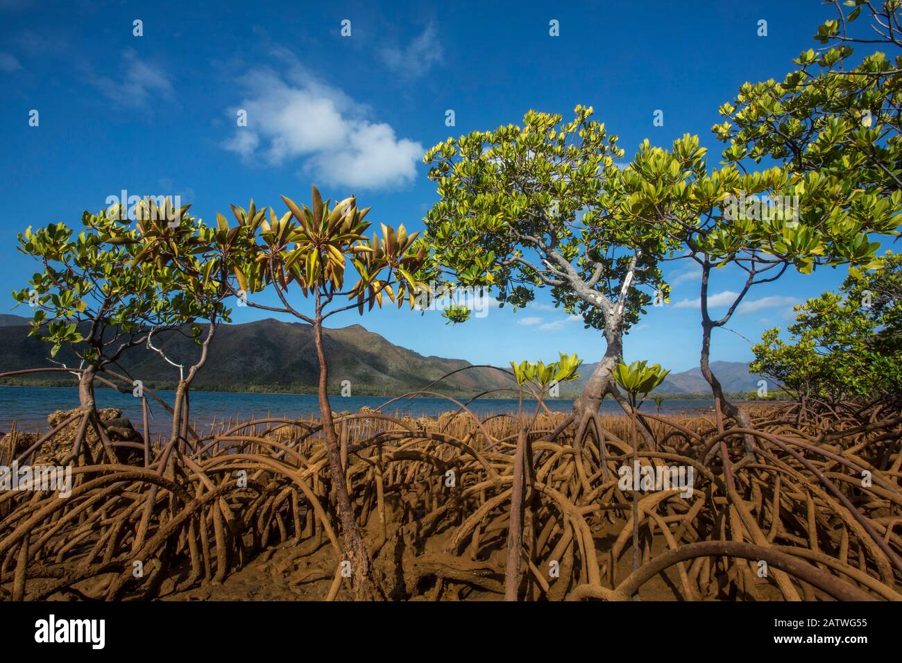 Mangroven auf der Insel Tupeti, Südlagon, Vergessene Küste, Lagunen Neukaledoniens: Riffvielfalt und Damit Verbundene Ökosysteme UNESCO-Weltkulturerbe. Neukaledonien. Stockfoto