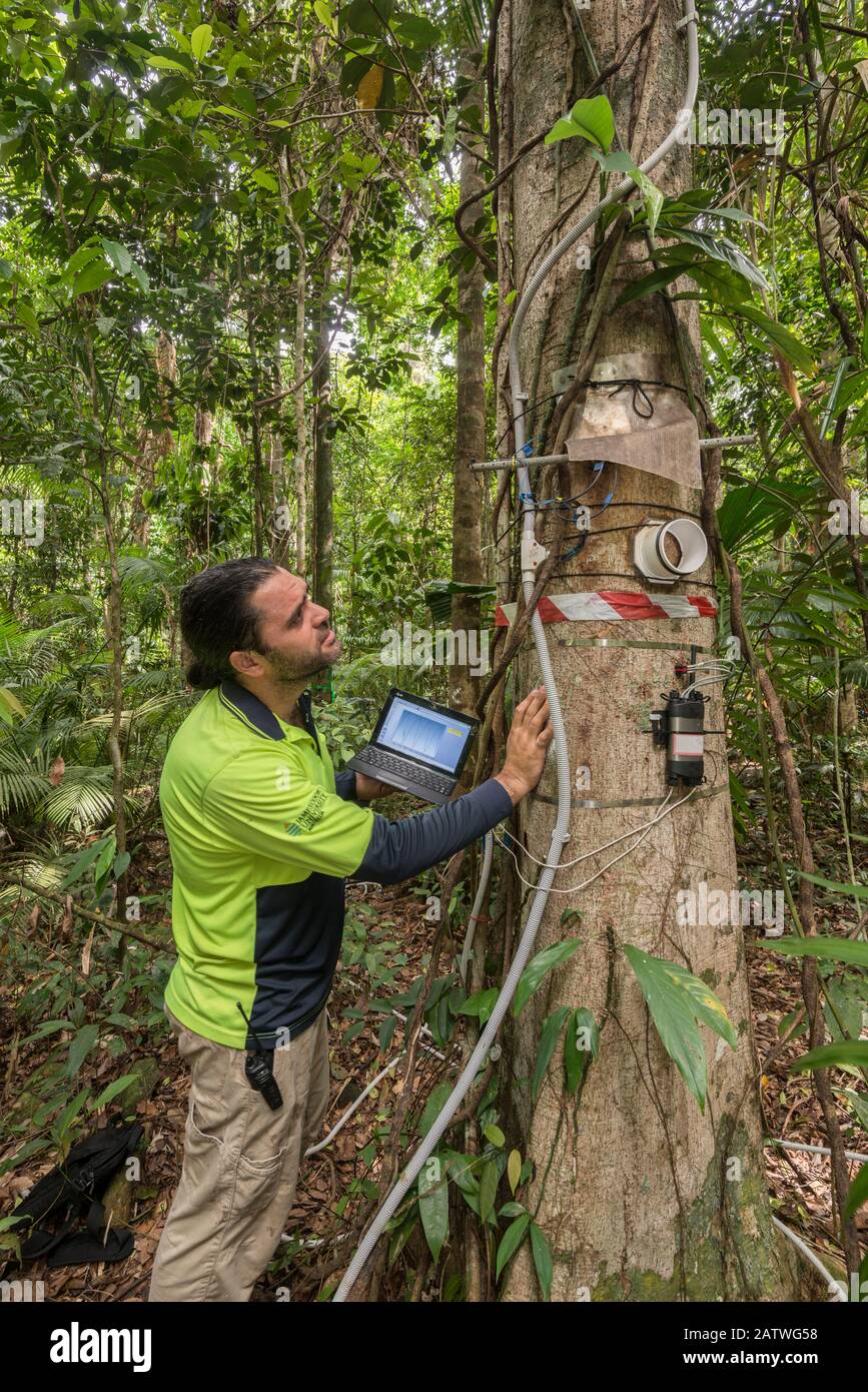 Dr. Alex Cheesman, der Änderungen im Phloemfluss zu Umweltvariablen in zwei tropischen Walddachbaumarten am Daintree Rainforest Observatory, Queensland, Australien erforscht. Februar 2015. Modell veröffentlicht. Stockfoto