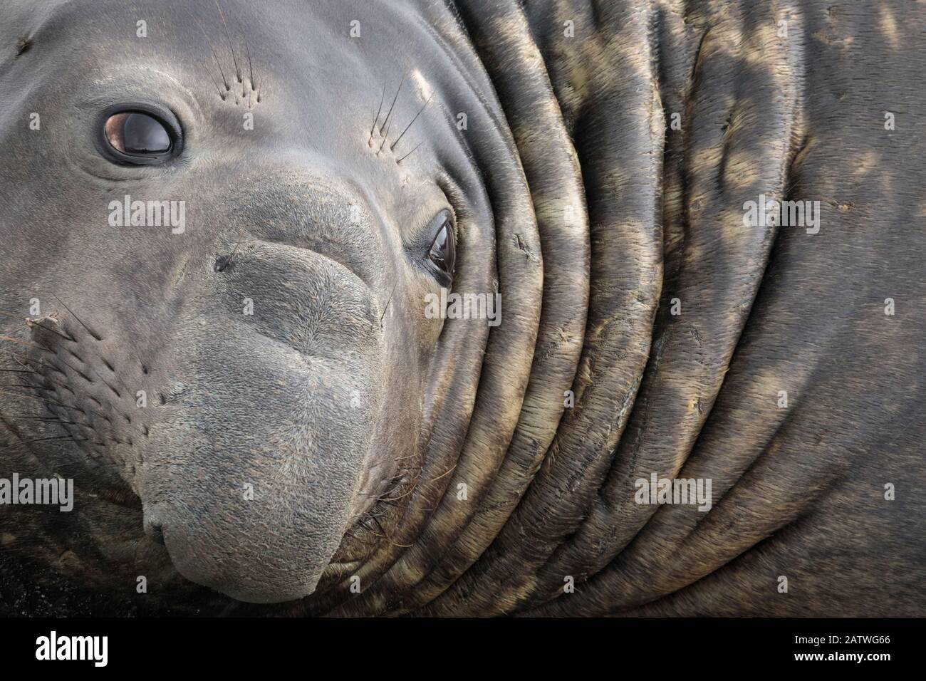 Southern Elephant Seal Sull (Mirounga leonina) Nahaufnahme Porträt, King Haakon Bay, Südgeorgien. November. Stockfoto