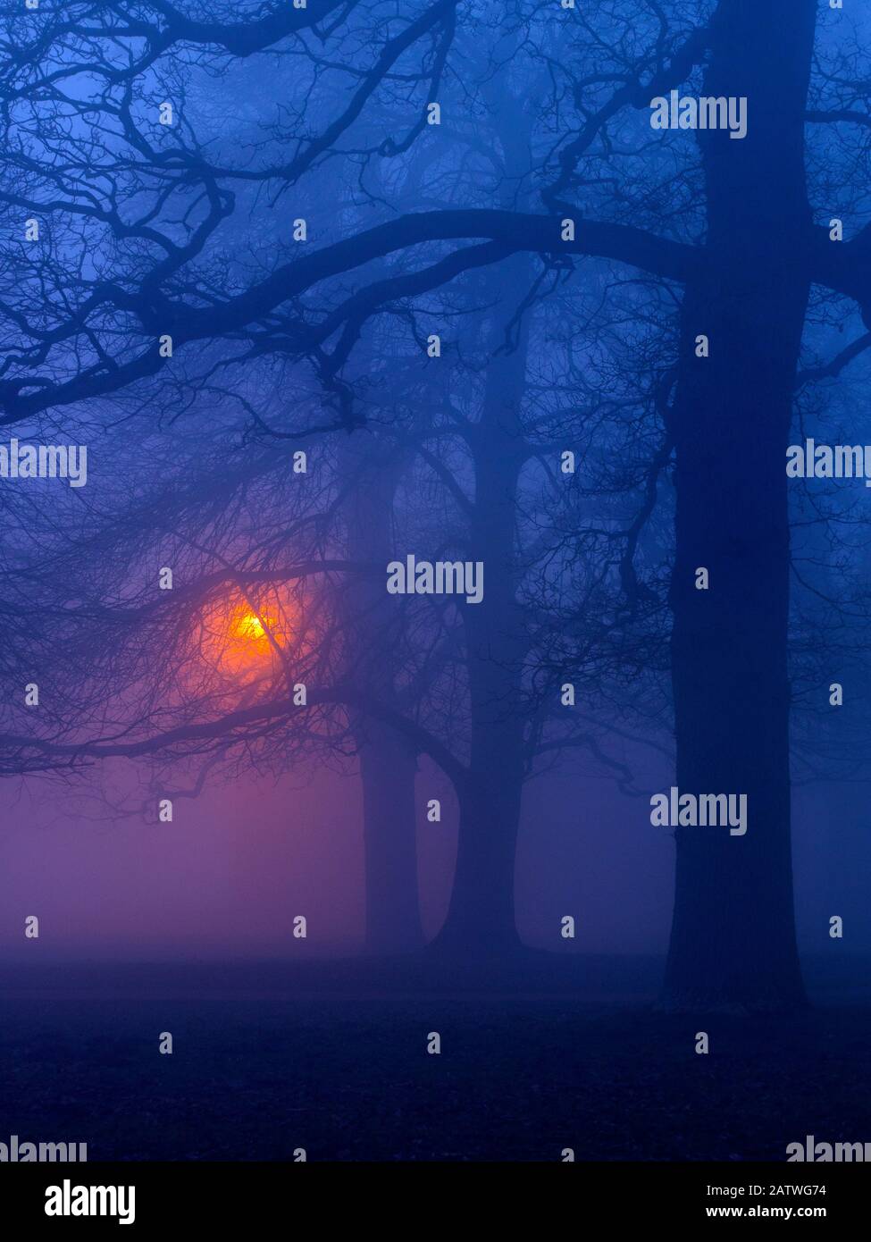 Buchen (Fagus sylvatica) nachts im Winter, mit Lampenpfosten, die den Wald beleuchten. Felbrigg Woods, Norfolk, England, Großbritannien. Januar. Stockfoto