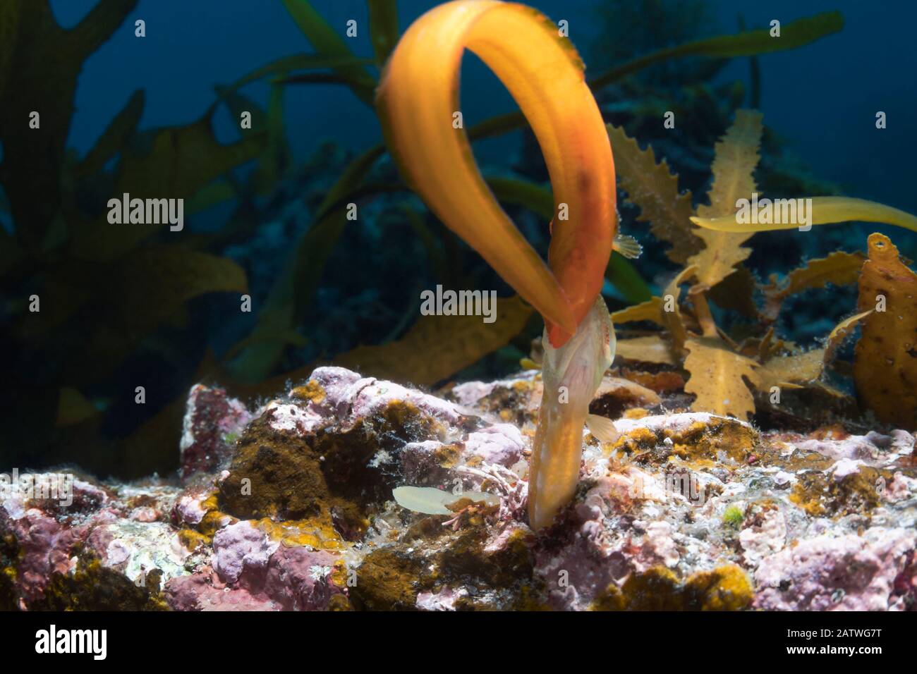 Zoarchias große Eelpouts. (Zoarchias Major) Das orangefarbene Einzelteil ist weiblich, das im Loch männlich. Das Weibchen hat sich dem Mann angenähert, um ihn gekräuselt und versucht, das Männchen aus dem Loch zu lösen, um es selbst zu besetzen. Präfektur Yamaguchi, Japan, Pazifischer Ozean. Stockfoto