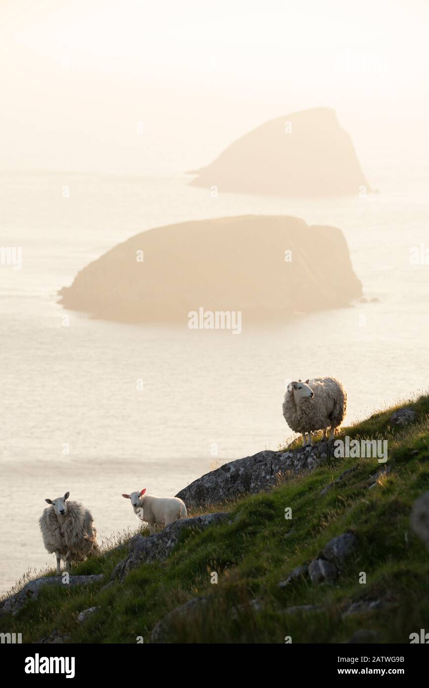 Ferale Schafe mit dahinter liegenden Galtachan-Inseln, Shiant Isles, Outer Hebrides, Schottland, Großbritannien. Juni 2018 Stockfoto