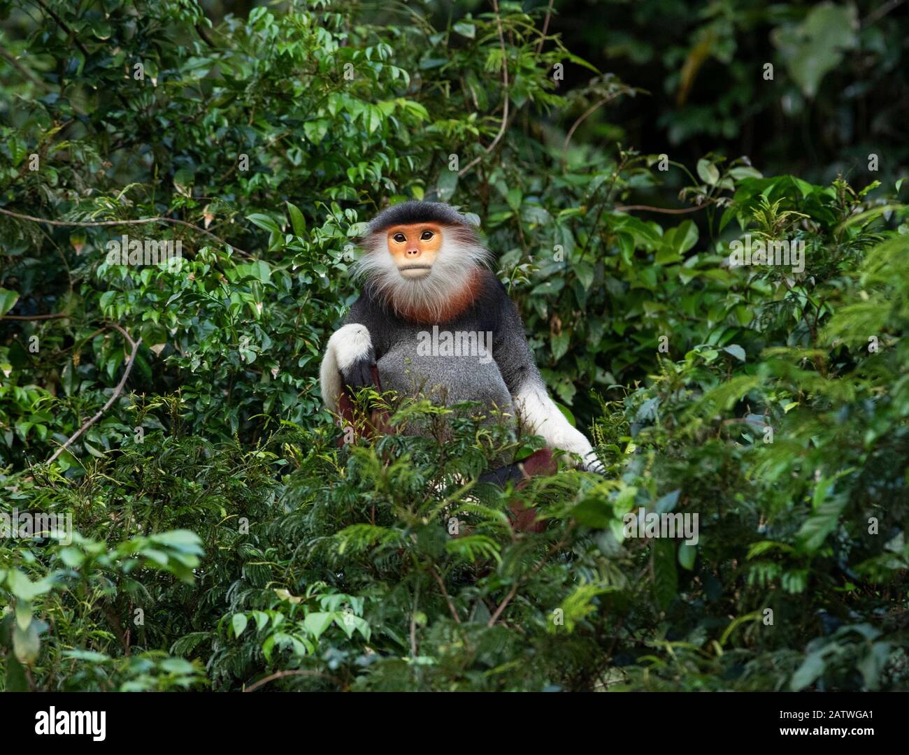 Red shanked douc langur (Pygathrix nemaeus) Son Tran Nature Reserve, Vietnam Stockfoto