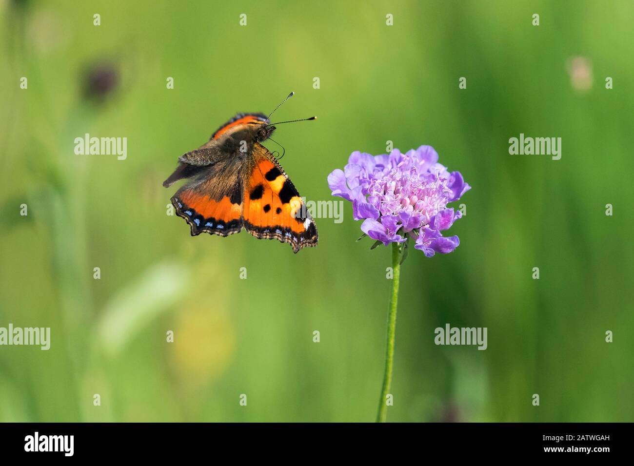Kleiner Tortoiseshell-Schmetterling (Aglais urtica) im Flug, mit Blume, Bayern, Deutschland. Stockfoto