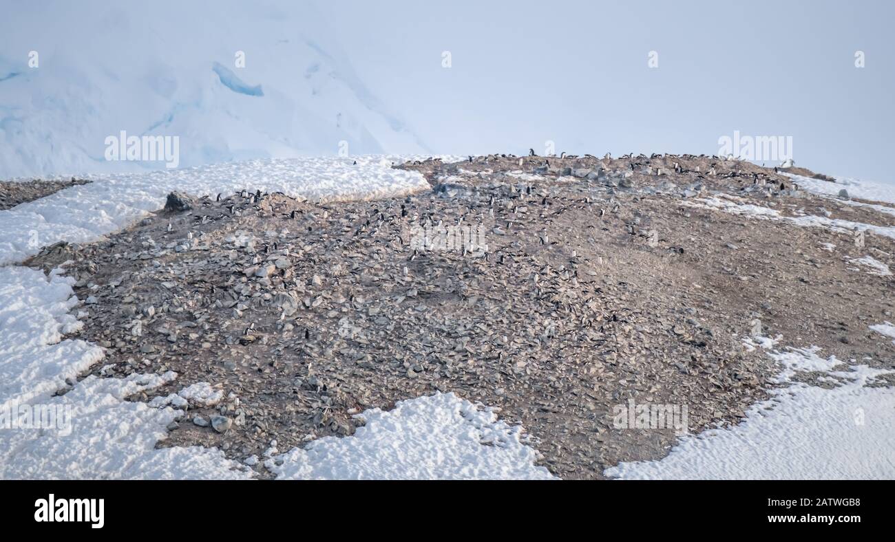 Überfüllte Gentoo Pinguin Brutkolonien (Rookerien) auf Felsvorsprüngen, umgeben von stumpfen eisigen Landschaften, Antarktis Stockfoto