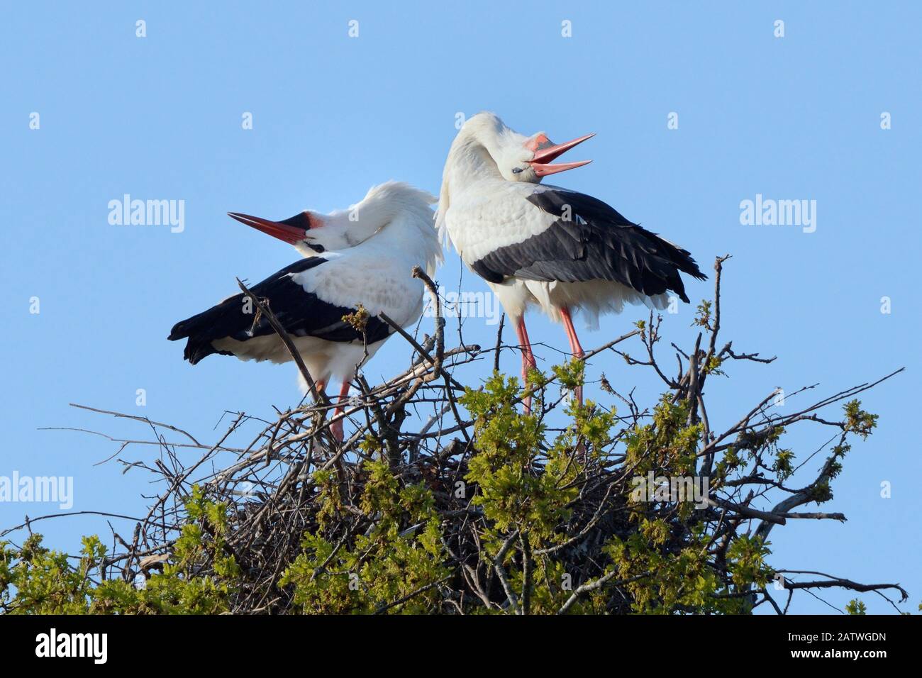 White Stork (Ciconia ciconia) Pair führt eine Up-Down-Anzeige mit Rechnung auf ihrem Nest in einem Oak Tree, Knepp Estate, Sussex, Großbritannien, April 2019 durch. Dies ist die erste aufgezeichnete Instanz von Weißstörchen, die mehrere hundert Jahre in Großbritannien nisten. Stockfoto