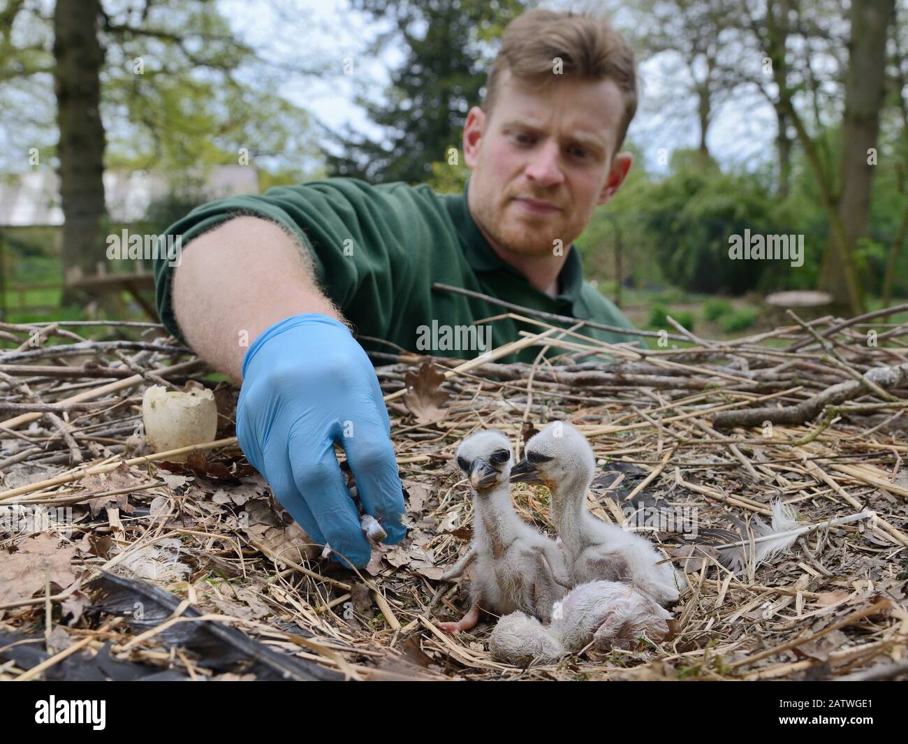 Richard Wardle füttert Fisch zu vor kurzem geschlüpften Weißstorch (Ciconia ciconia) Küken im Nest. In der gefangenen Brutkolonie, in der Jungvögel für das Projekt "Wiedereinführung von Weißstork" im Knepp Estate aufgeziehen werden. Cotswold Wildlife Park, Oxfordshire, Großbritannien, April 2019. Modell und Eigenschaft freigegeben. Stockfoto