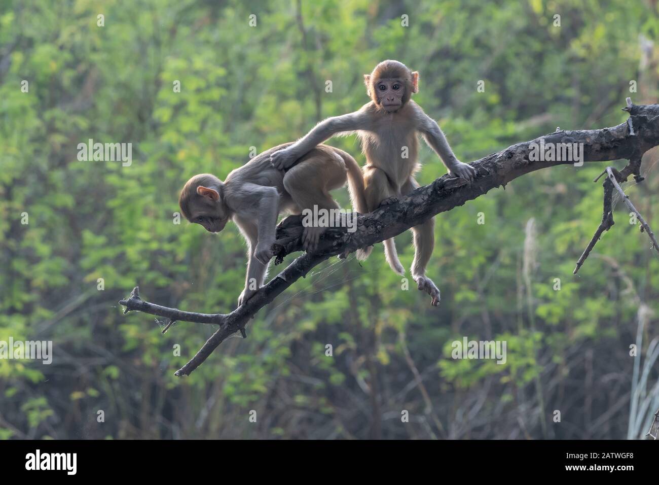Rhesus macaque (Macaca mulatta), Jungtiere, die im Baum spielen, Keoladeo NP, Bharatpur, Indien Stockfoto