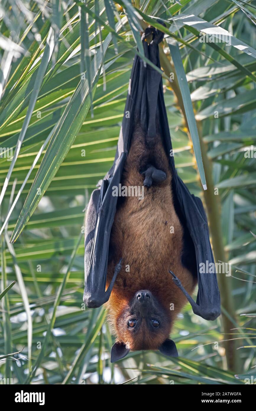 Indischer fliegender Fuchs (Pteropus giganticus) männlich brütet im Baum, Keoladeo NP, Bharatpur, Indien Stockfoto