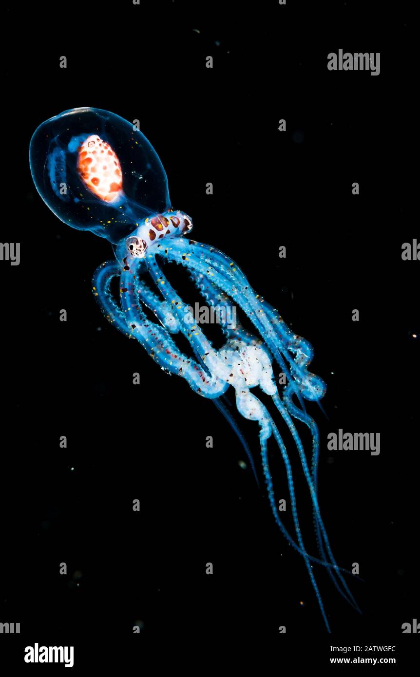 Wonderpus octopus (Wunderpus photogenicus) in seinem juvenilen oder larvalen Stadium. In diesem Stadium ist es transparent und treibt im offenen Ozean als Plankton. Anilao, Philippinen. Stockfoto