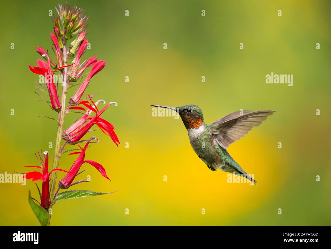 Ruby-throated Hummingbird (Archilocus colubris), Männchen, der einfliegt, um sich von Kardinalsblumen (Lobelia cardinalis) New York, USA zu ernähren. August. Stockfoto