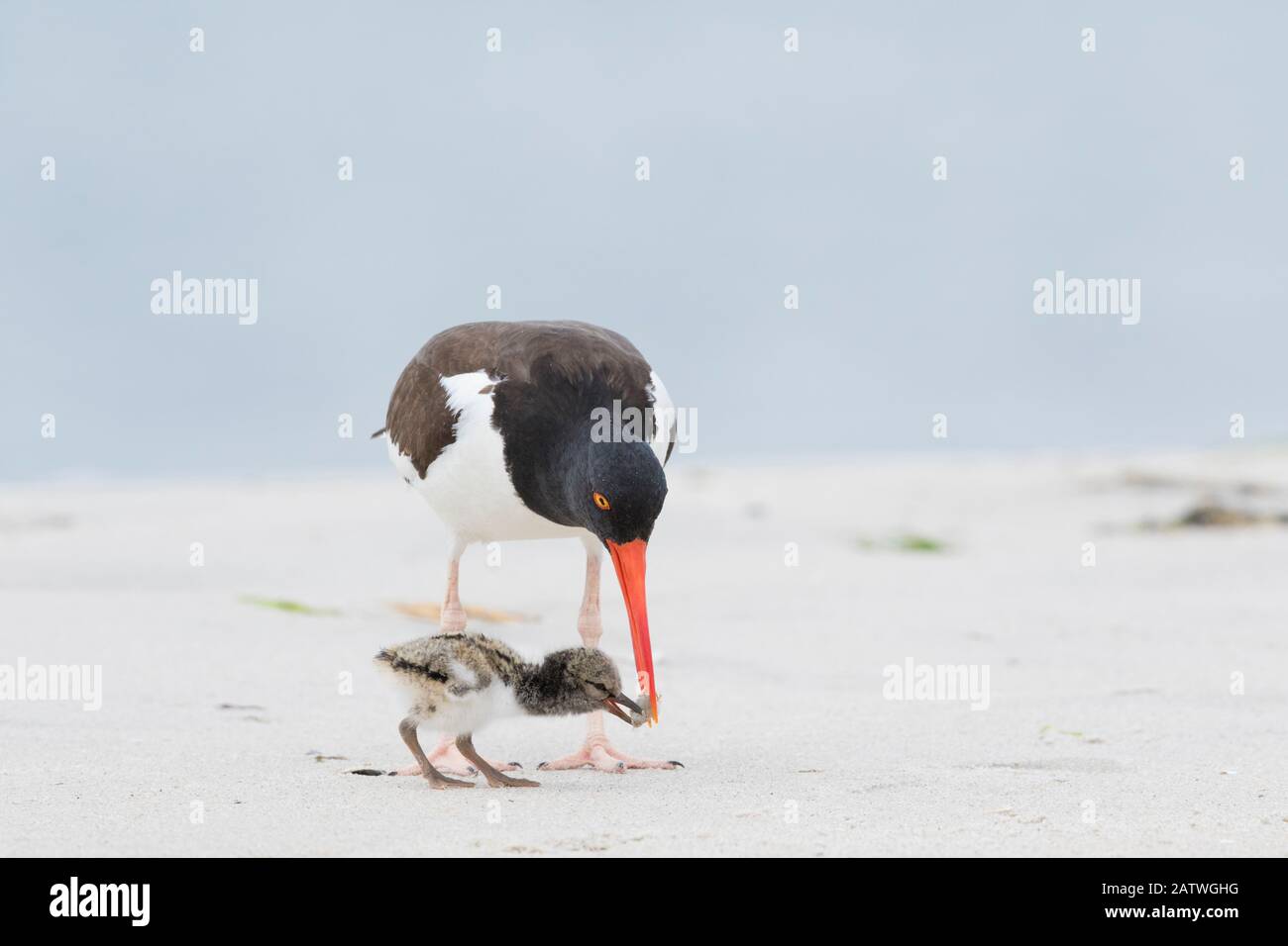 American Oystercatcher (Haematopus palliatus) Fütterkick für Erwachsene, Long Island, New York, USA. Juni. Stockfoto