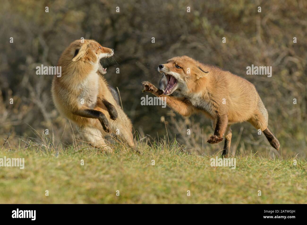 Rotfüchse (Vulpes vulpes) kämpfen im Lebensraum Sanddüne, Holland, Niederlande. November. Stockfoto