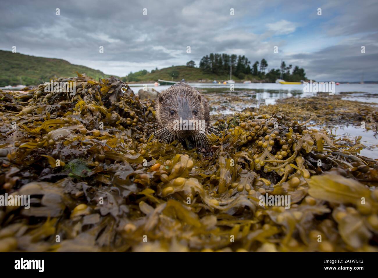 Otter (Lutra Lutra) Porträt an Land mit Booten im Hintergrund. Argyll, Schottland, Großbritannien, August. Stockfoto