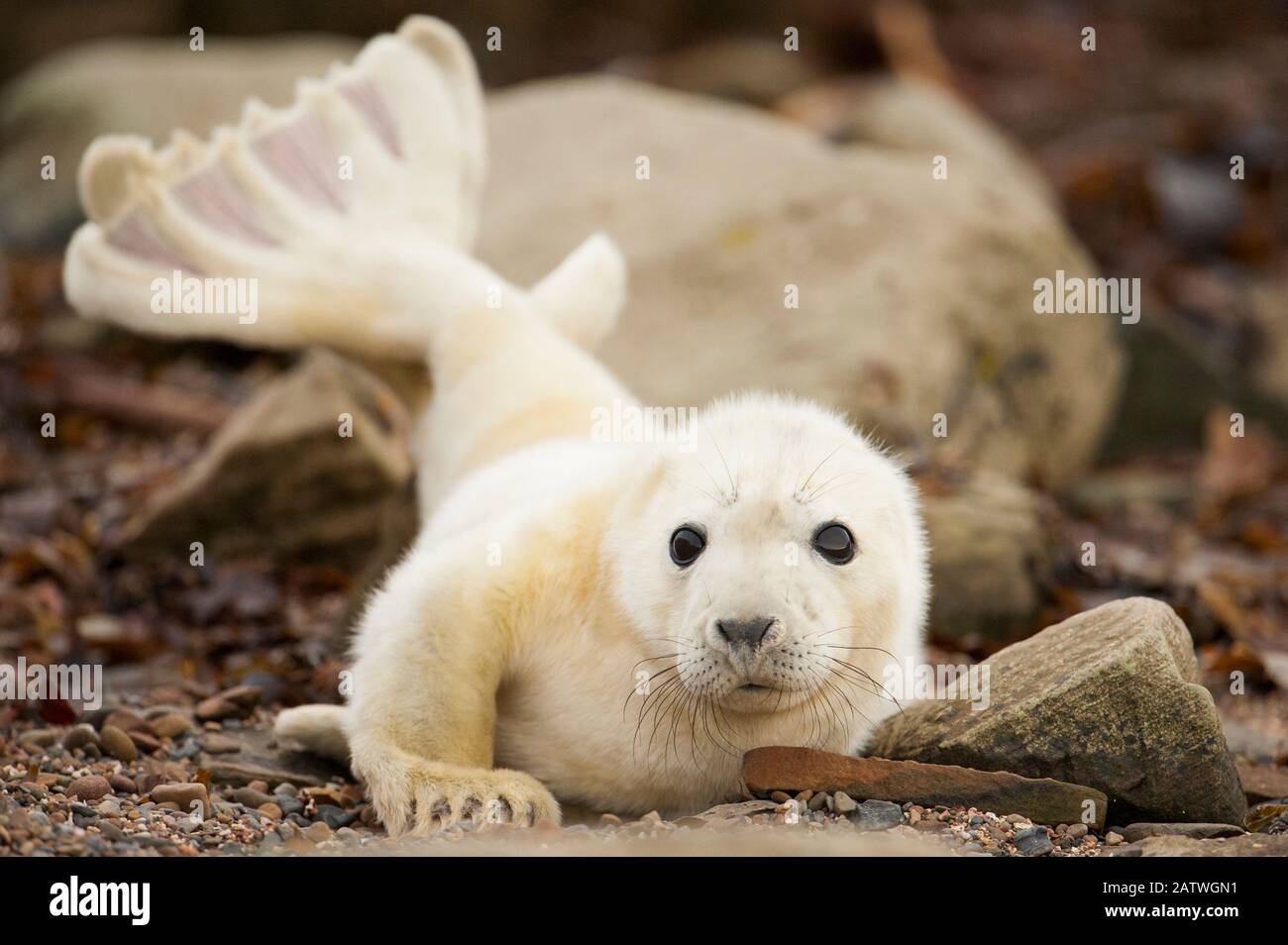 Junge graue Robbenpfanne (Halichoerus grypus), die kürzlich an einem Strand in Orkney, Schottland, Großbritannien, im April geboren wurde. Stockfoto