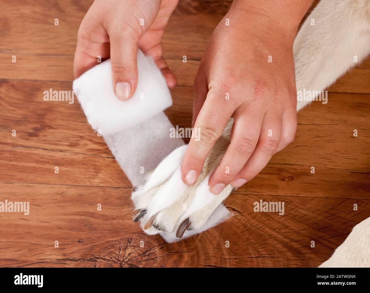 Eine Pfote eines Labrador Retrievers. Nach dem Platzieren von Baumwoll-Wollstreifen zwischen den Zehen und unter dem Fuß können Sie mit dem Binden des Beins beginnen. Deutschland. Stockfoto