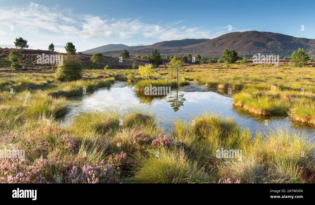Kleiner Pool auf Moorböden, Tulloch Moore, Cairngorms National Park, Schottland, Großbritannien, August. Stockfoto