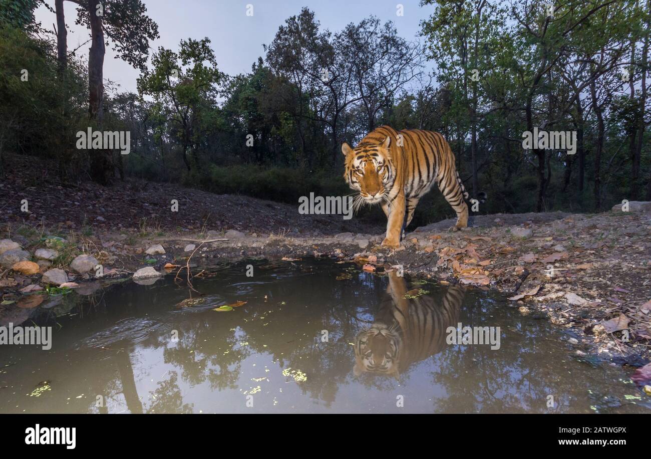 Bengalische Tigerin (Panthera tigris tigris) dominierendes Männchen