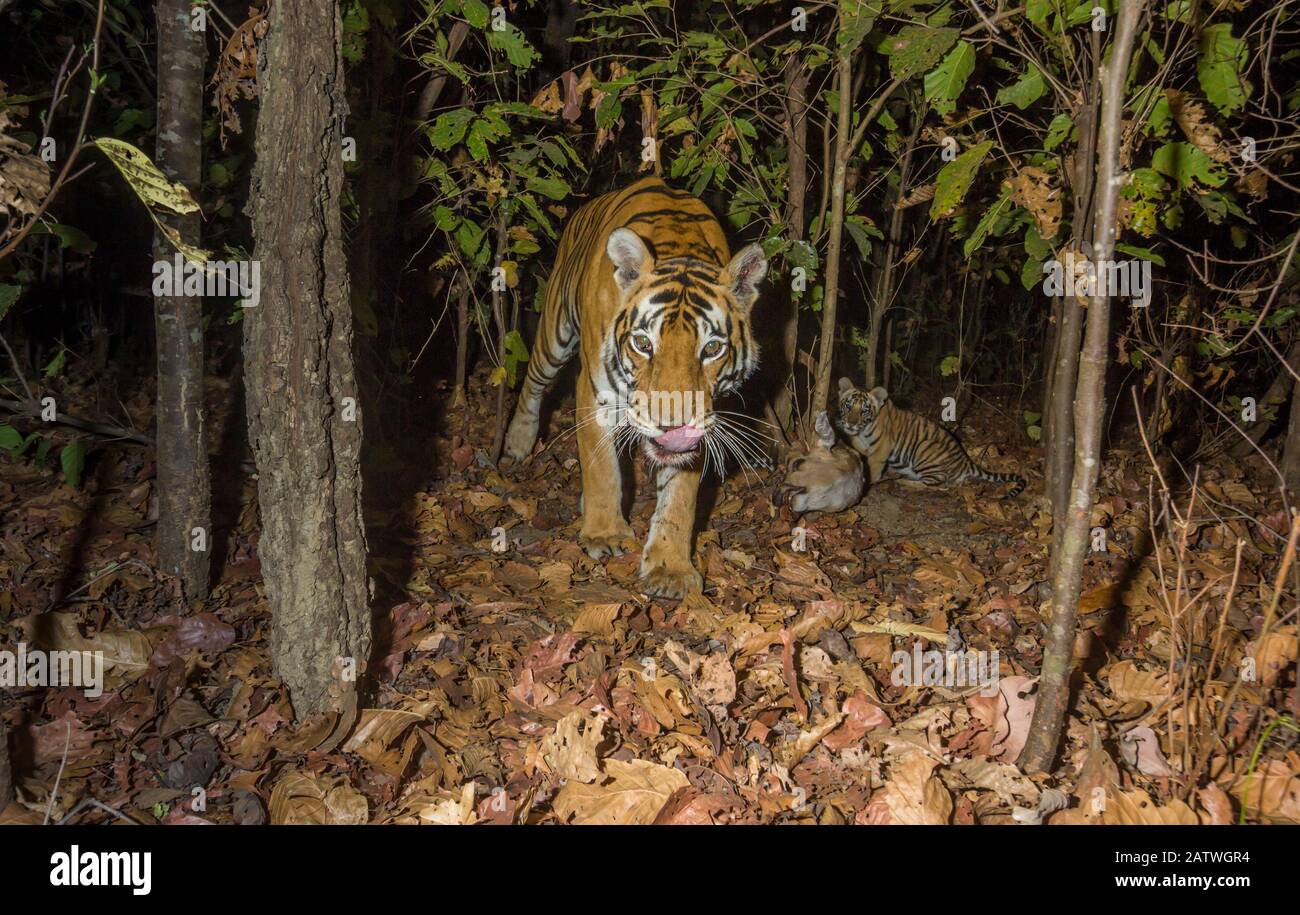 Bengalische Tigerin (Panthera tigris tigris) Tigerin (T32), die sich von Gefleckten Hirschen/Chital (Achsenachse) ernährt, die von ihr früher an diesem Tag getötet wurde, während ihre junge Jungtiere beobachtet. Kanha-Nationalpark, Zentralindien. Kamera-Trap-Bild. Stockfoto