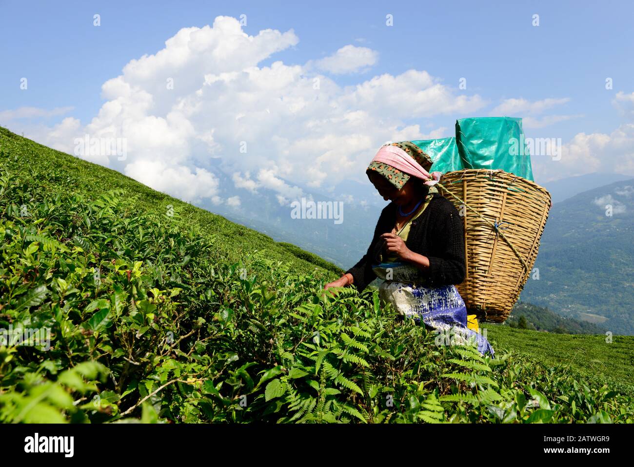 Frauen, die Tee pflücken (Camelia sinensis), Blätter von Hand auf organischen Teefeldern, Tea Garden, Sikkim, Indien, Oktober 2018. Stockfoto