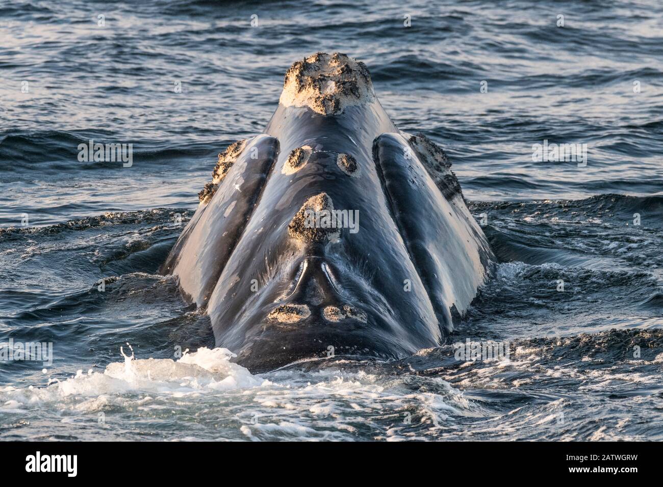 Kopf eines rechten Nordatlantikwals (Eubalaena glacialis), der Kallositäten zeigt, Flecken aufgerauter Haut, die für jeden Wal einzigartig sind. Sankt-Lorenz-Golf, Kanada. Status der Weltnaturschutz-Weltnaturschutzunion: August Stockfoto