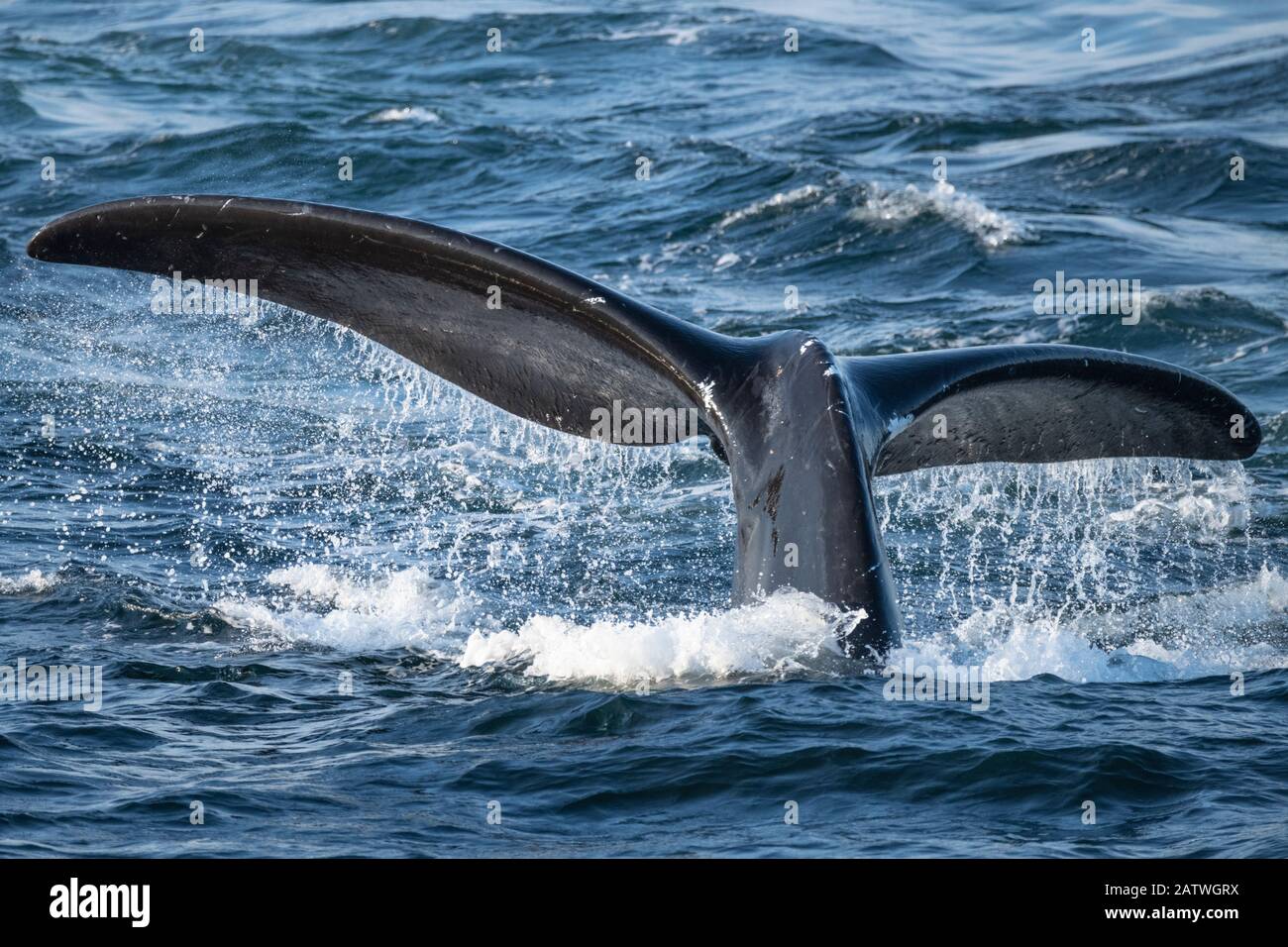 Nordatlantikschwanz des rechten Wals (Eubalaena glacialis), Tauchen, um sich im Golf von Saint Lawrence, Kanada zu ernähren. Bedrohte Arten. Juli Stockfoto