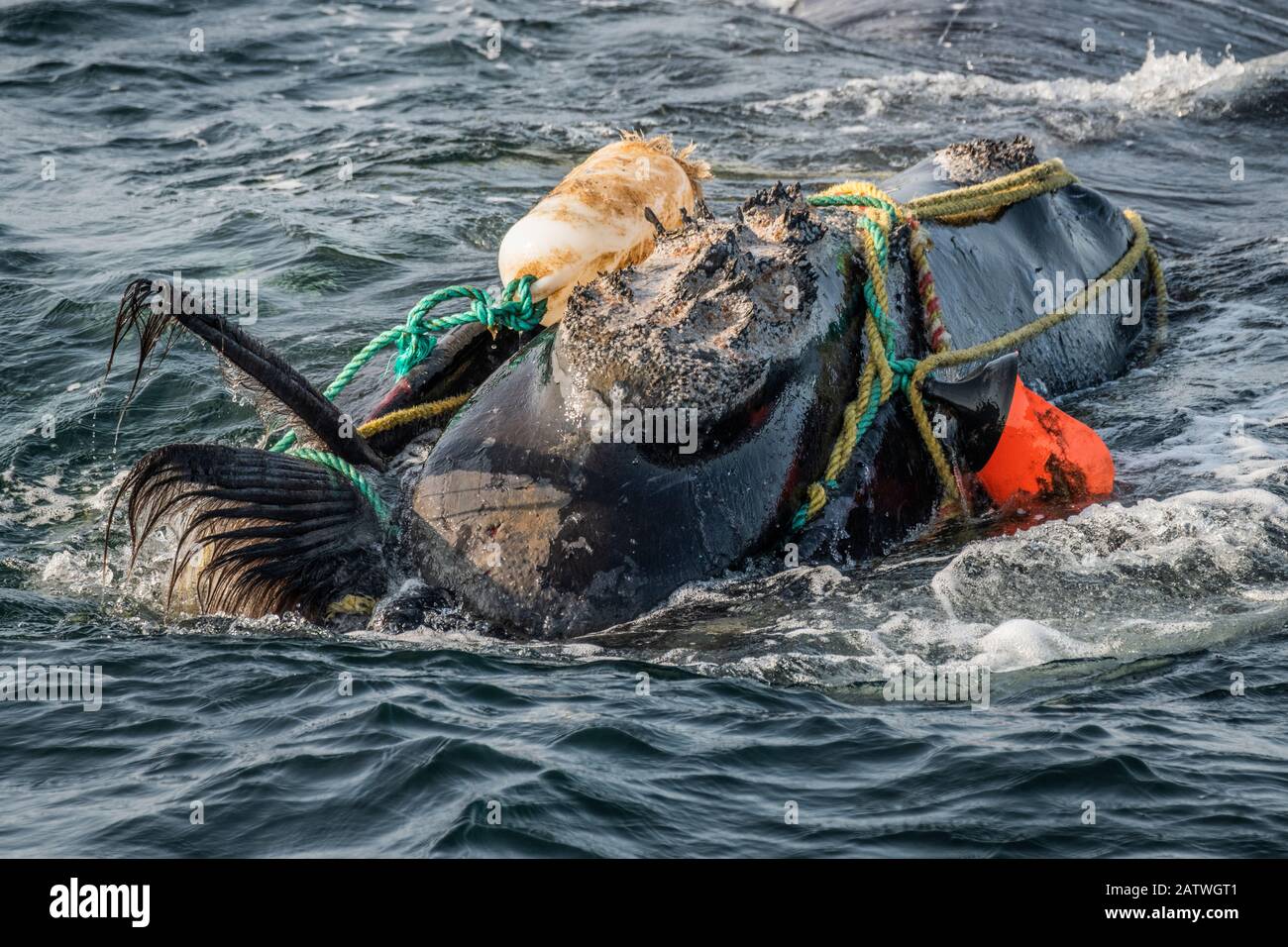 Angelseile wickeln sich um Kopf und Mund und schädigen die Baleen eines stark verschlungenen rechten Nordatlantikwals (Eubalaena glacialis) im Golf von Saint Lawrence, Kanada. Die Verstrickung der Angelausrüstung ist eine der Todesursachen bei rechten Walen im Nordatlantik. Status der Weltnaturschutz-Weltnaturschutzunion: Juli Stockfoto