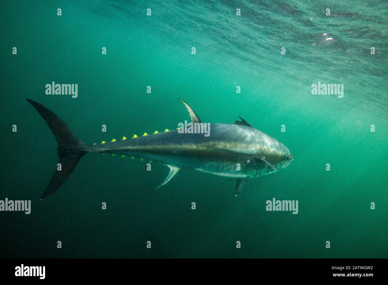 Atlantischer Roter Thunfisch (Thunnus thynnus) vor Antigonish, Nova Scotia, Kanada. Oktober. Stockfoto