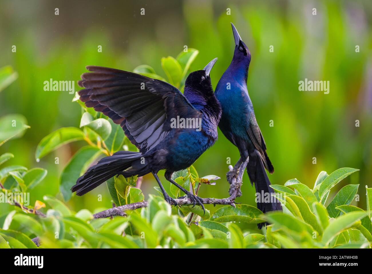 Gemeinsames Grackle-Paar (Quiscalus quiscula) in der Balzwerbung. Wakodahatchee Wetlands, Florida, USA, April. Stockfoto