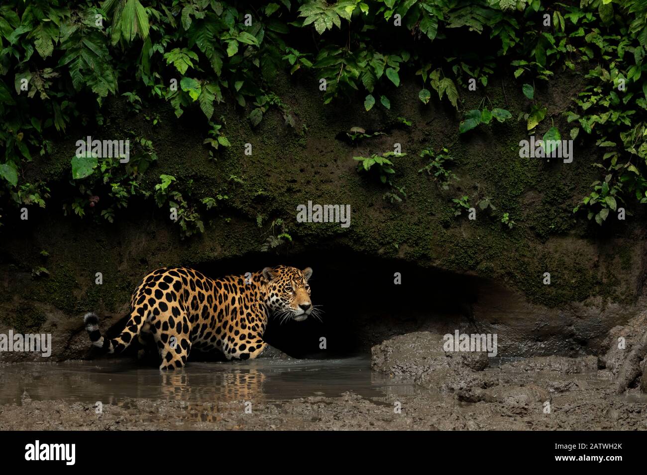 Jaguar (Panthera onca) steht in Mud, Yasuni-Nationalpark, Orellana, Ecuador Stockfoto