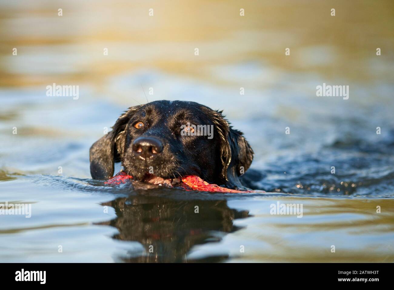 Labrador Retriever. Erwachsener Hund schwimmt mit einem orangefarbenen Seil im Mund. Nur im deutschsprachigen Raum erhältlich Stockfoto