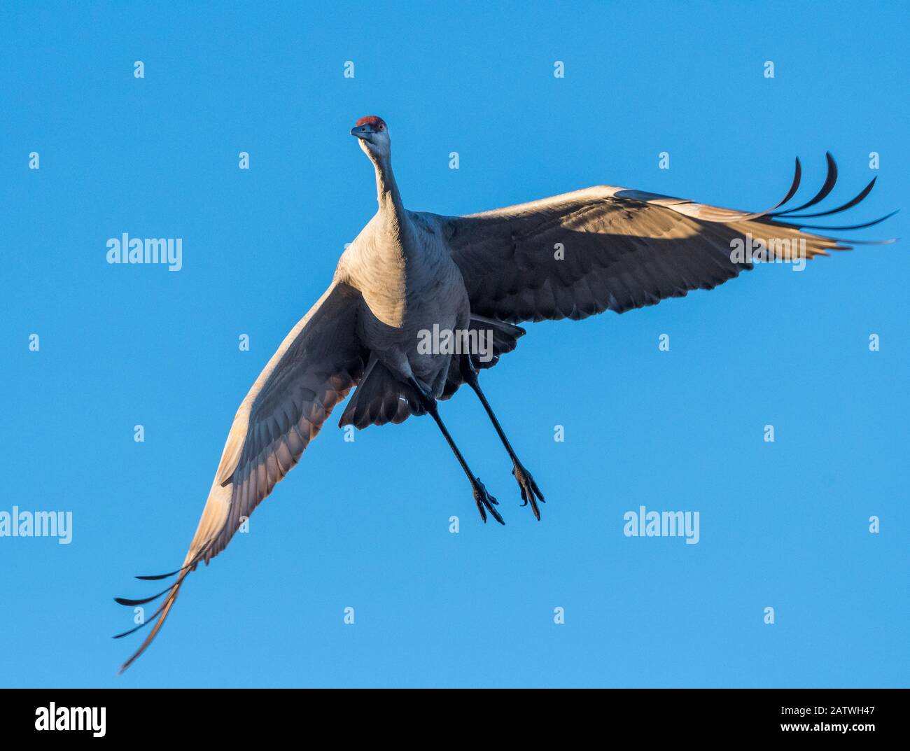 Sandhill-Kran (Antigone canadensis) im Flug gegen den blauen Himmel, Bosque Del Apache, New Mexico, USA. Dezember. Stockfoto