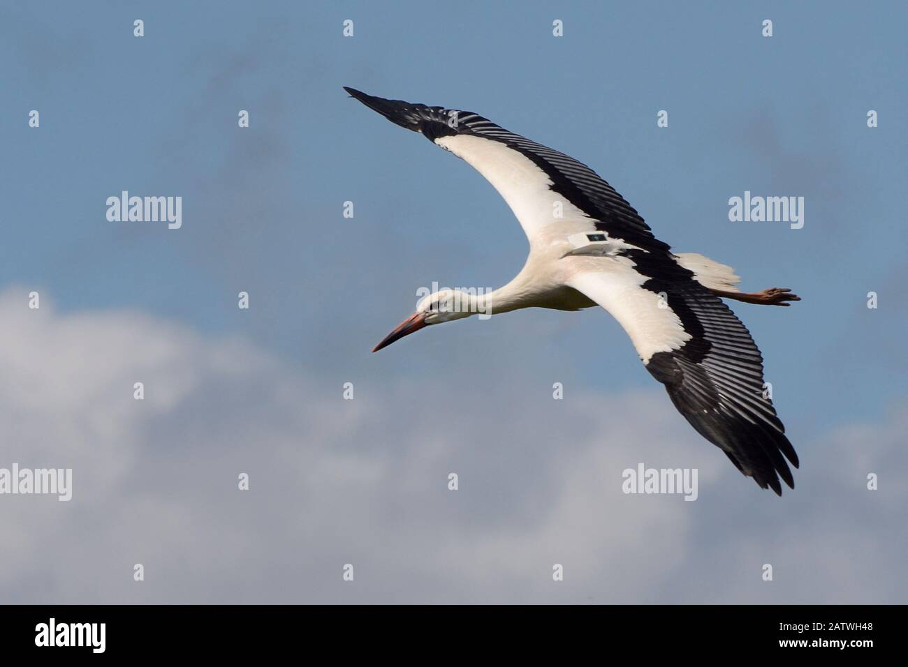 Gefangener jugendlicher Weißstorch (Ciconia ciconia) mit einem GPS-Tracker auf dem Rücken im Flug über das Knepp Estate kurz nach der Veröffentlichung, Sussex, Großbritannien, August 2019. Stockfoto