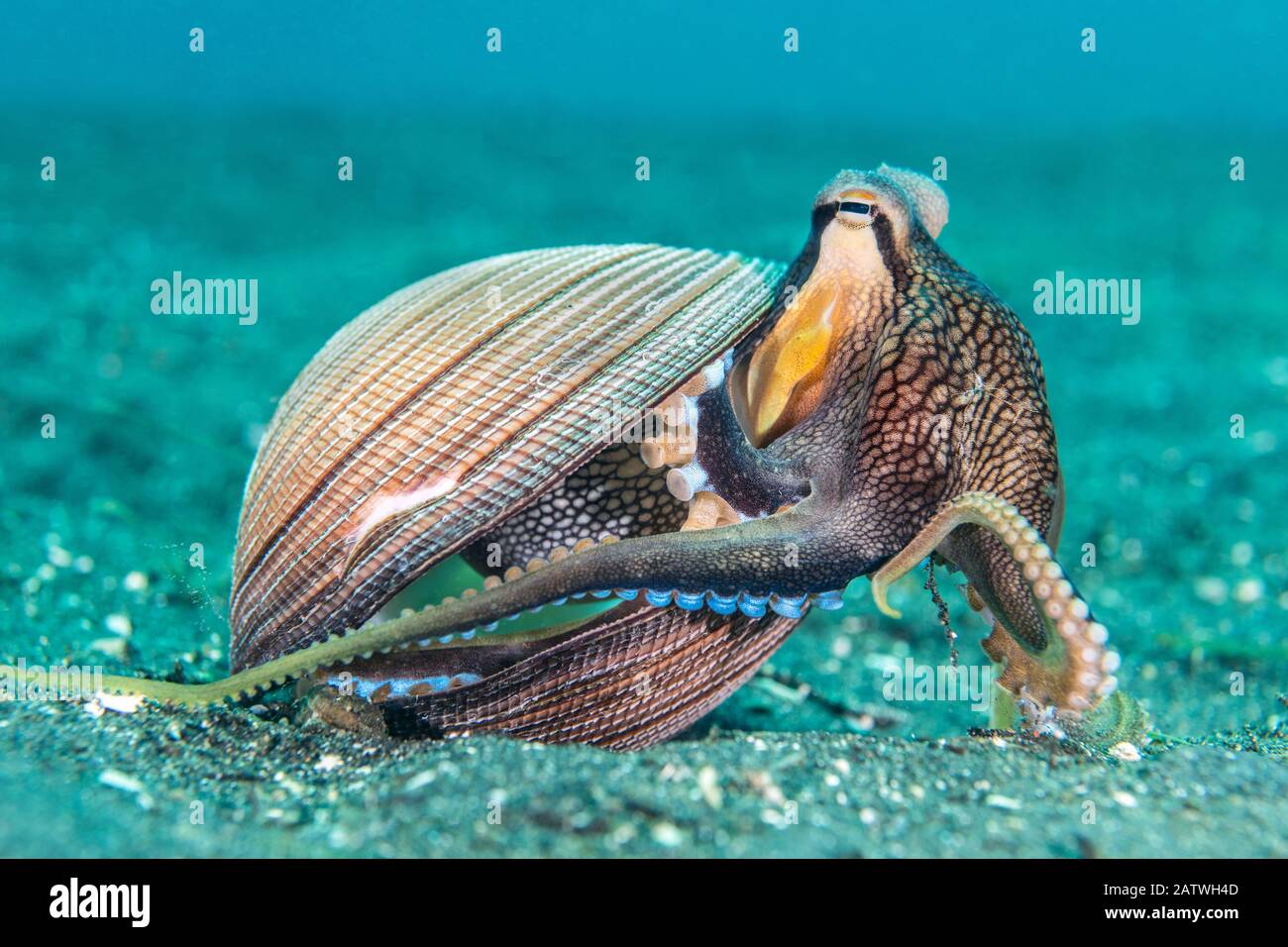 Veined Octopus (Amphioctopus marginatus), der aus seiner Heimat in einer alten Klammerhülle auftaucht. Bitung, Nord-Sulawesi, Indonesien. Lembeh Strait, Molucca Sea. Stockfoto