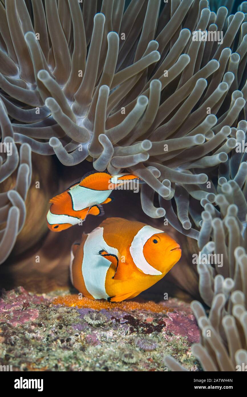 Zwei westliche Clownen-Anemonenfische (Amphiprion ocellaris), die orangefarbene Eier auf dem Felsen unter ihrem Prächtigen Meeresanemon (Heteractis magnifica) auf einem Korallenriffe ablegen. Dieses Foto zeigt das größere Weibchen bei der Eiablage, während das Männchen wartet, um sie zu befruchten. Bitung, Nord-Sulawesi, Indonesien. Lembeh Strait, Molucca Sea. Stockfoto