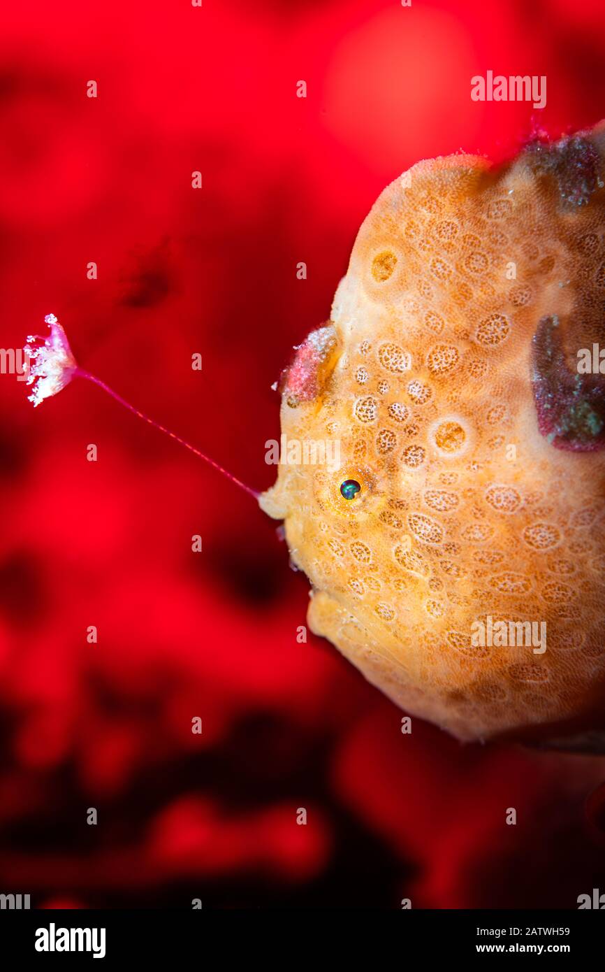 Orange bemalte Fischfischer (Antenarius pictus). Hier wird der Frogfisch durch eine mit Schlitz bespottete Strobbe und den mit einer roten LED-Taschenlampe beleuchteten Hintergrundsand beleuchtet. Bitung, Nord-Sulawesi, Indonesien. Lembeh Strait, Molucca Sea.Bitung, Nord-Sulawesi, Indonesien. Lembeh Strait, Molucca Sea. Stockfoto