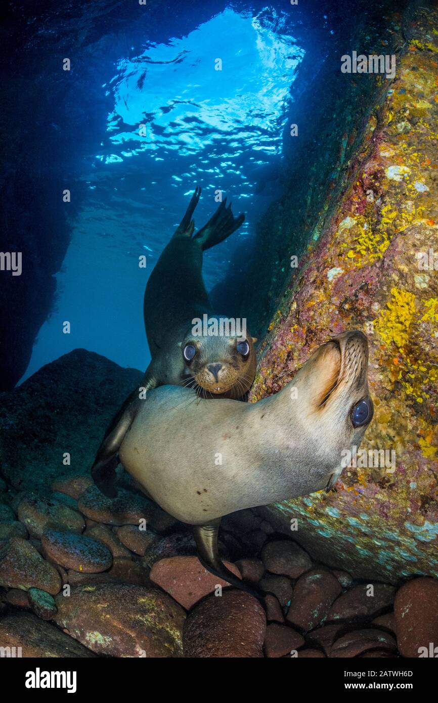 Der kalifornische Seelöwe (Zalophus californianus) spuppt in einer Unterwasserhöhle. Los Islotes, La Paz, Baja California Sur, Mexiko. Meer von Cortez, Golf von Kalifornien, Ostpazifischer Ozean. Stockfoto