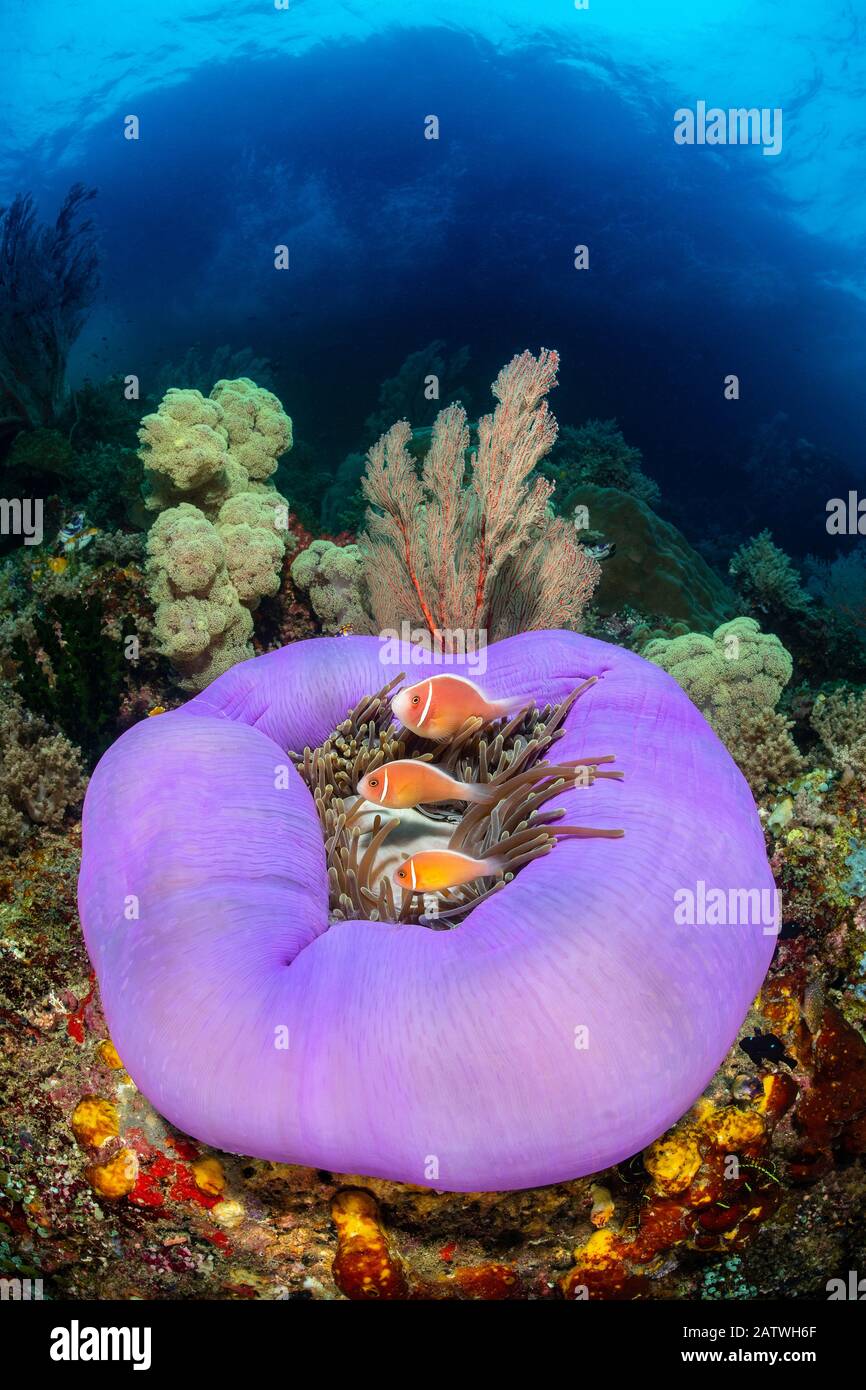 Drei rosafarbene Anemonenfische (Amphiprion perideraion), die in einer lila umschlitteten prächtigen Meeresanemone (Heteractis magnifica) auf einem Korallenriffe unterhalb einer kleinen Insel leben. Misool, Raja Ampat, West Papua, Indonesien. Ceram Meer. Tropischer Westpazifischer Ozean. Stockfoto