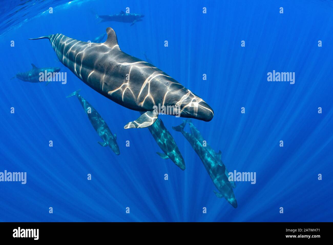 Pod of False Killer Whales (Pseudorca crassidens) Schwimmen unter der Oberfläche des Ozeans. Indischer Ozean, vor Sri Lanka. Stockfoto