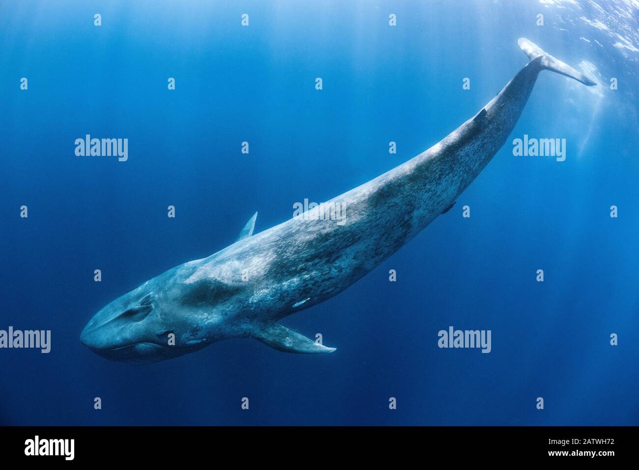 Der Blauwal (Balaenoptera musculus) schwimmt unter der Oberfläche des Ozeans. Indischer Ozean, vor Sri Lanka. Stockfoto