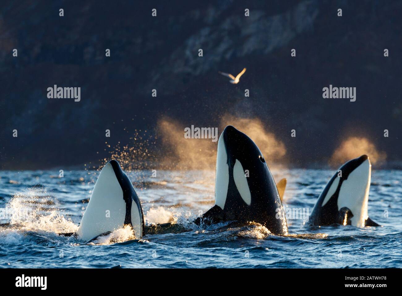 Killerwale/Orcas (Orcinus Orca). Spyhopping. Kvaloya, Troms, Norwegen Oktober Stockfoto