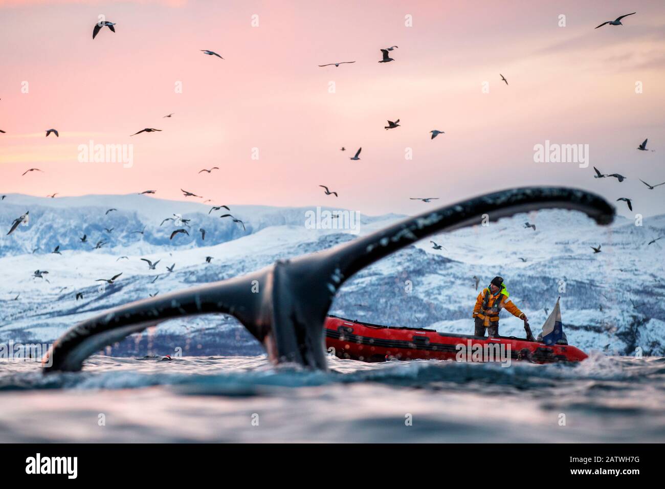 Buckelwal (Megaptera novaangliae) Tauchen. Im Hintergrund ein Tauchboot und 3 Taucher im Wasser sichtbar. Kvanangen, Troms, Norwegen. November Stockfoto