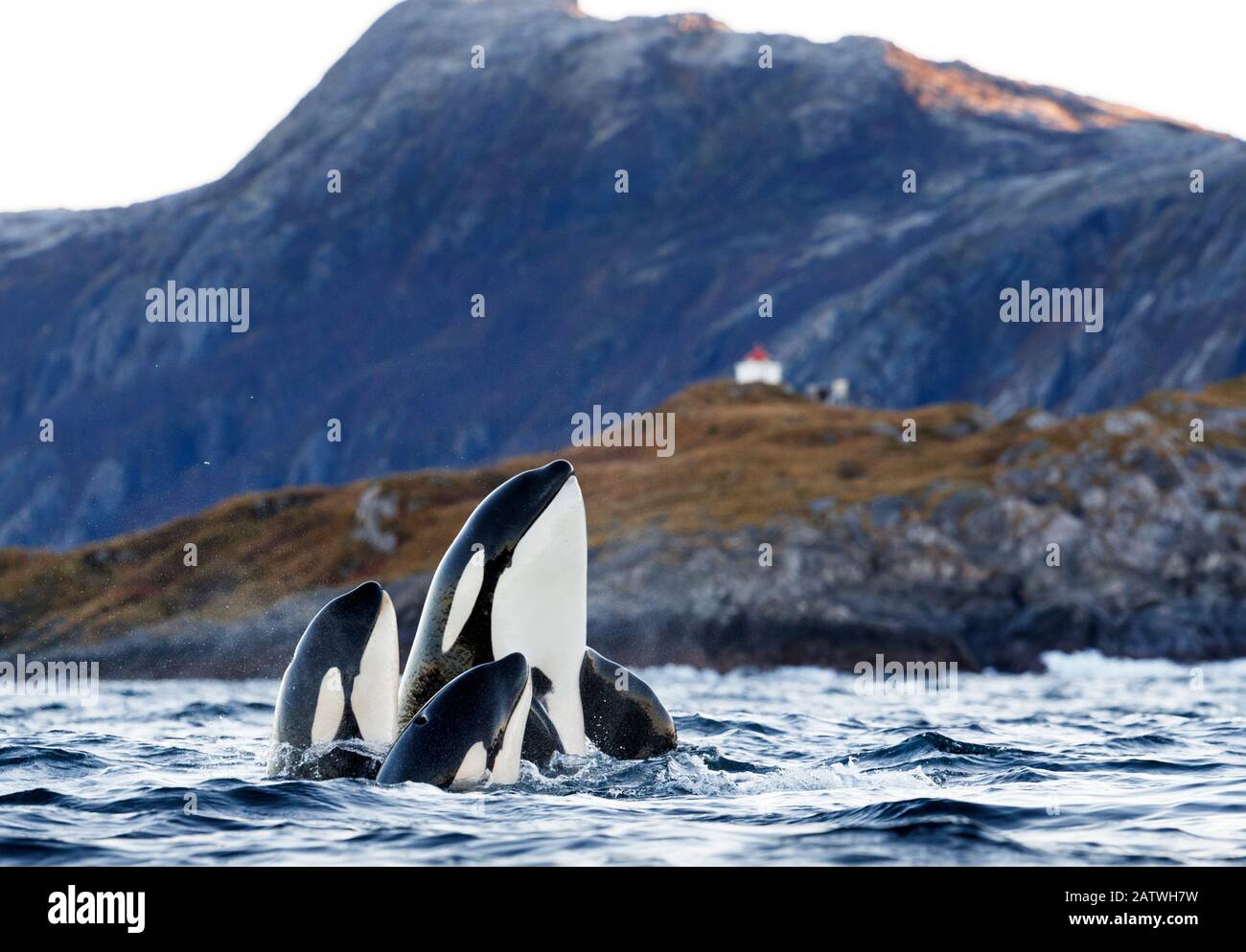 Killerwale/Orcas (Orcinus Orca) zwei Spyhopping. Kvaloya, Troms, Norwegen Oktober Stockfoto