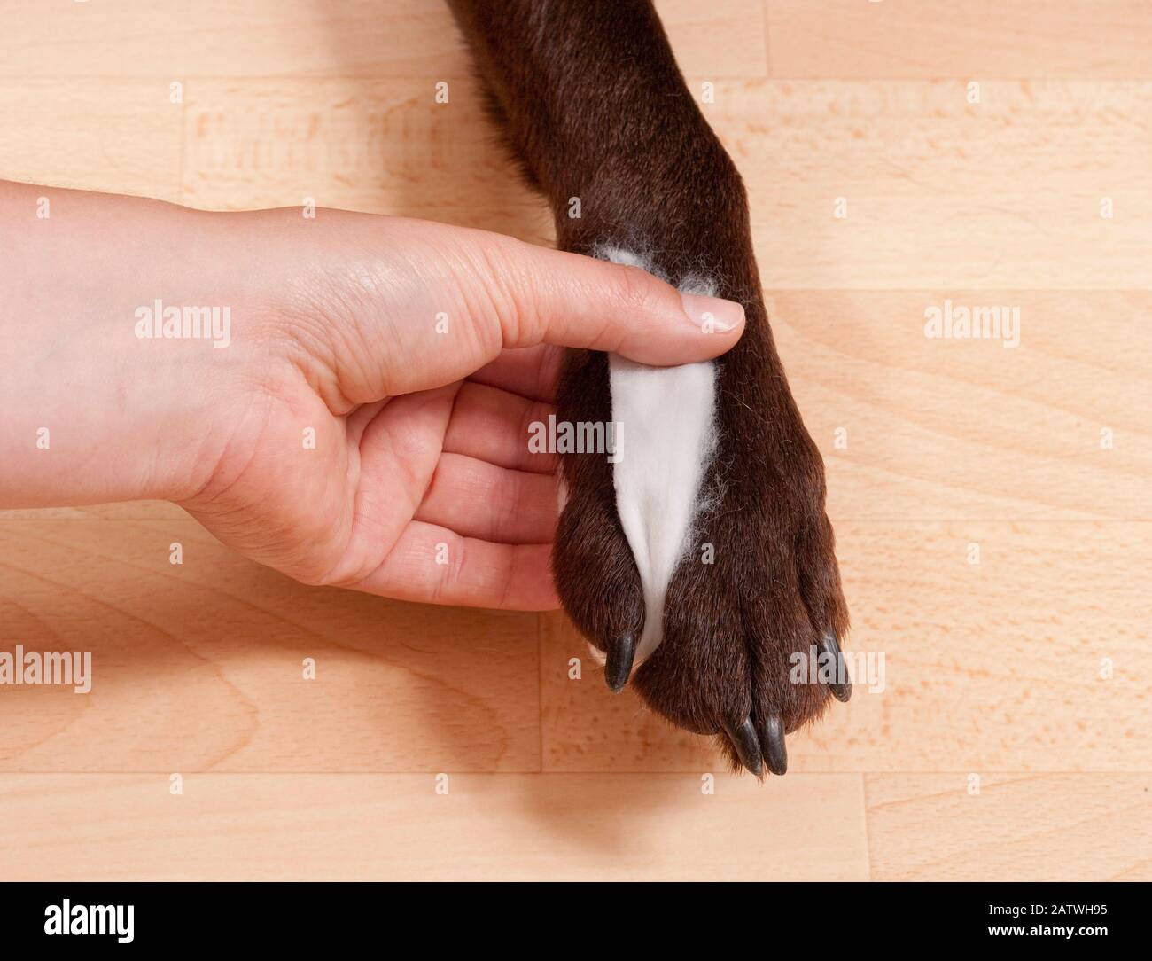 Eine Pfote eines Labrador Retrievers. Zwischen die Zehen legen Sie Baumwoll-Wollstreifen. Deutschland. Stockfoto